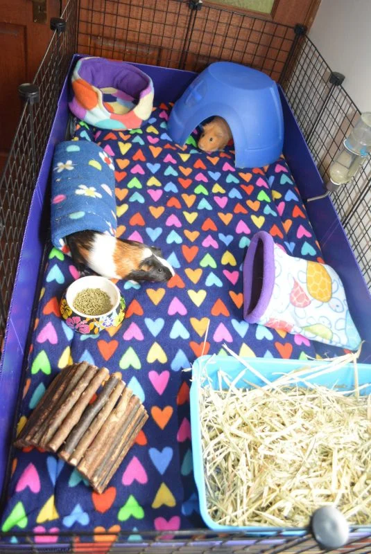 Guinea pig hotsell cage bedding