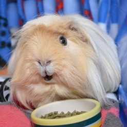 Guinea Pig Shop