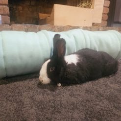 Large Rabbit Tunnel - oreo