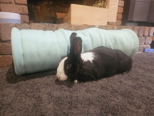 Large Rabbit Tunnel - oreo