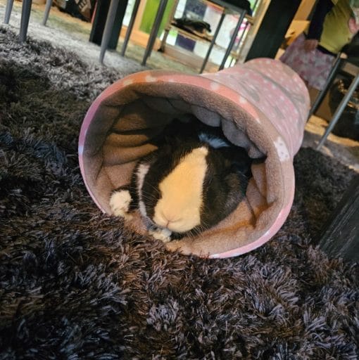 Large Rabbit Tunnel - oreo inside