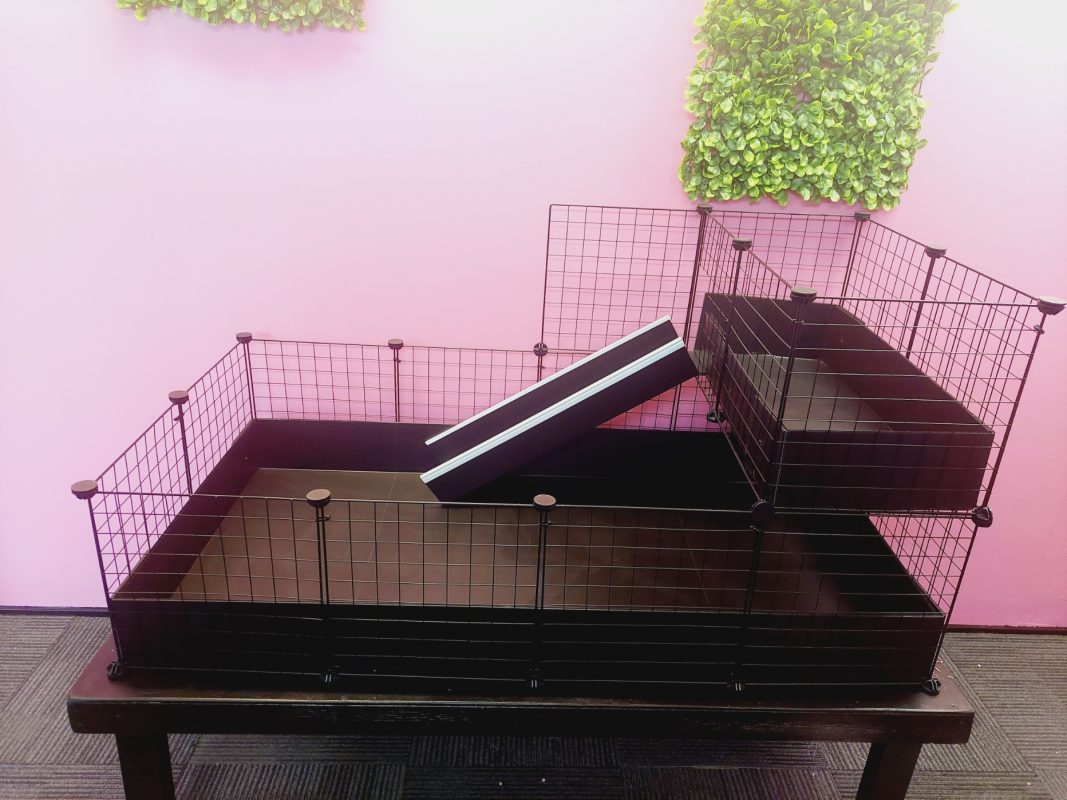 2X4 Guinea Pig C C Cage With Loft Ramp Guinea Pig Small Animal   20230623 105145 1067x800 