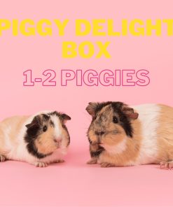 Piggy delight box