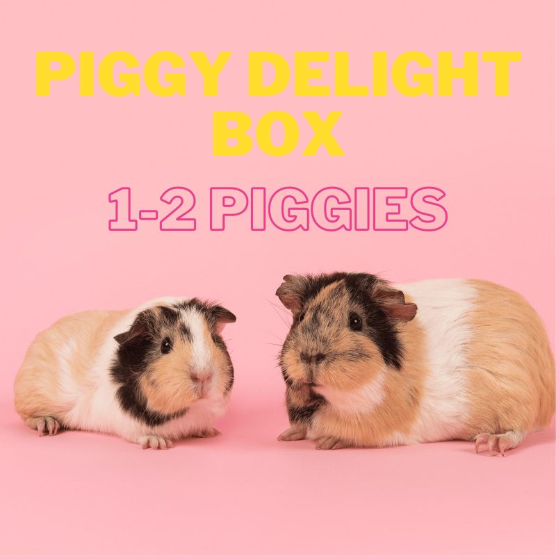 Piggy delight box
