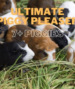 Ultimate piggy pleaser