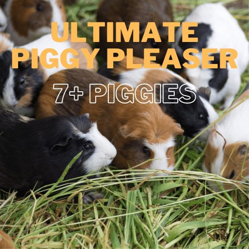 Ultimate piggy pleaser
