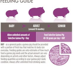 Feeding Guide Guinea Pig 1