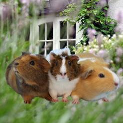 3 Guinea Pig Boarding