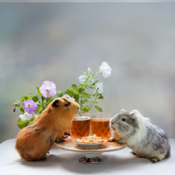 2 Guinea Pig Boarding