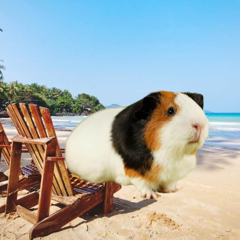 Pet Sitting Guinea Pig Kennels Near Me Pawhut 2-Tier Wooden Small