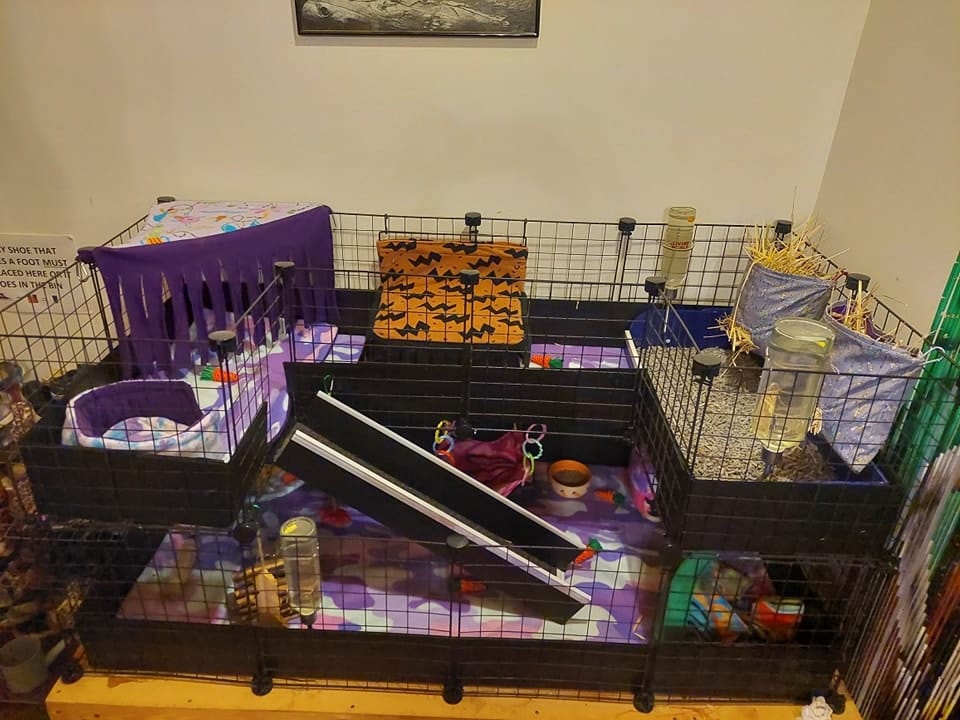 Bree Co cage 1